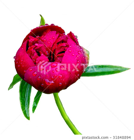 half opened pink wet peony flower 31848894