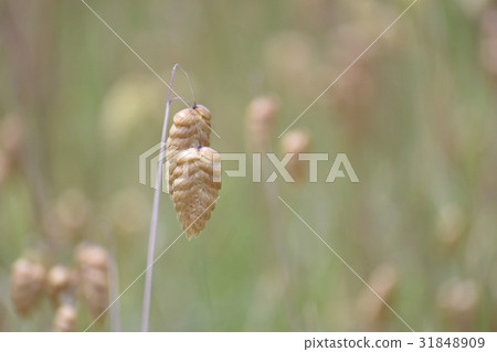 Madder beetle 31848909