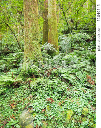  Forest park 31849343
