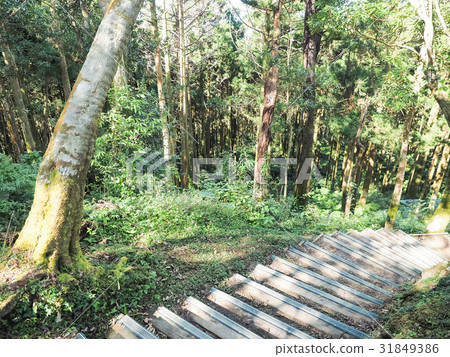 Forest park Forest park 31849386