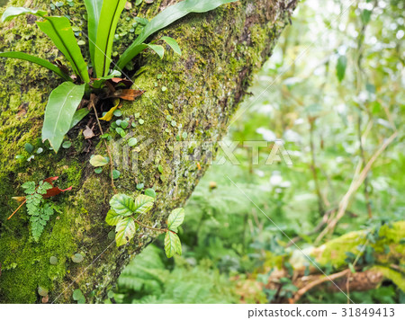  Forest park 31849413