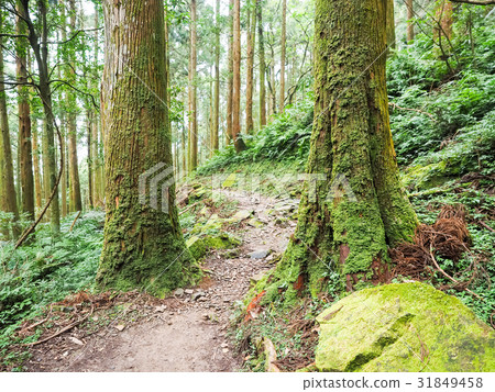 Forest park Forest park 31849458