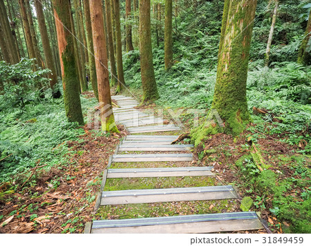 森林公園 森林公園 31849459
