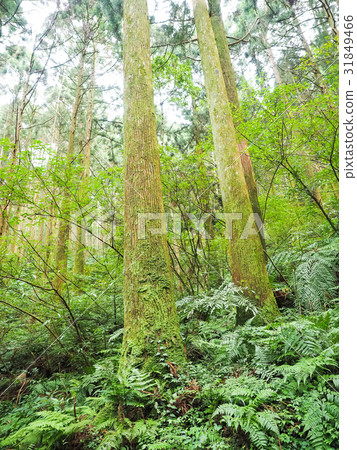  Forest park 31849466