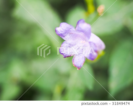 紫色小花 紫色小花 31849474