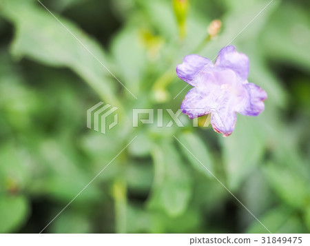 Purple flower 31849475