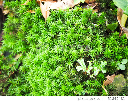 苔蘚 31849481
