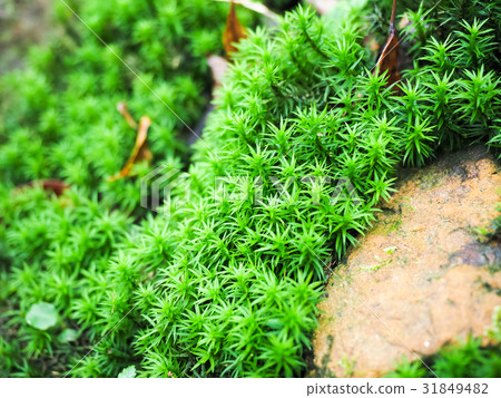 苔蘚 苔蘚 31849482