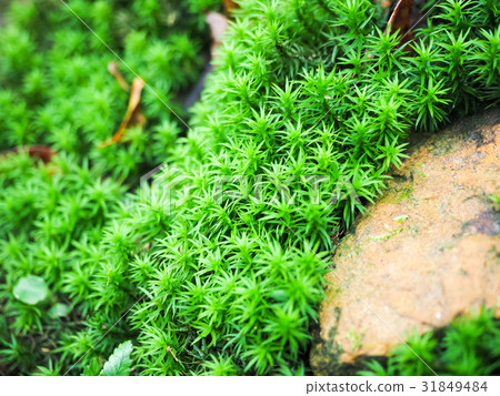 苔蘚 苔蘚 31849484