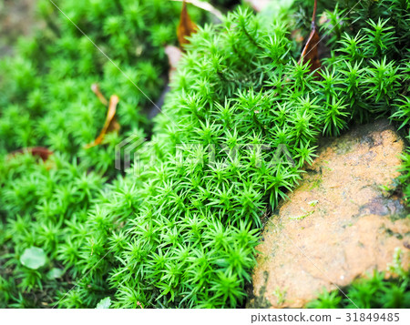 苔蘚 苔蘚 31849485