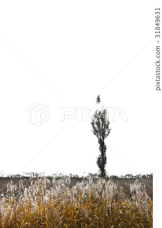 Jecheon City, Chungbuk Province 31849631