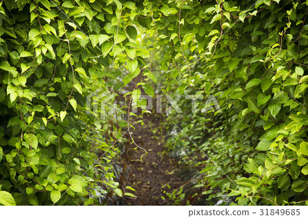 五味子 五味子 31849685