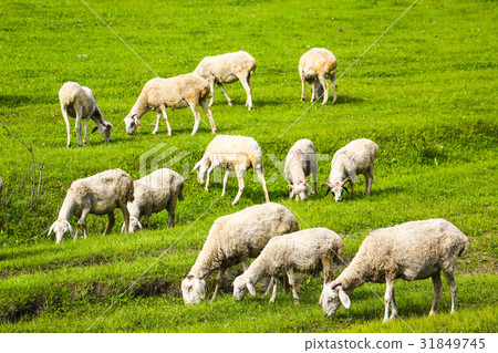 Yang, Inner Mongolia, China 31849745