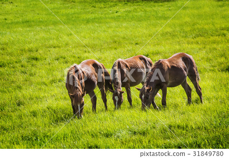 Horse, Inner Mongolia, China 31849780