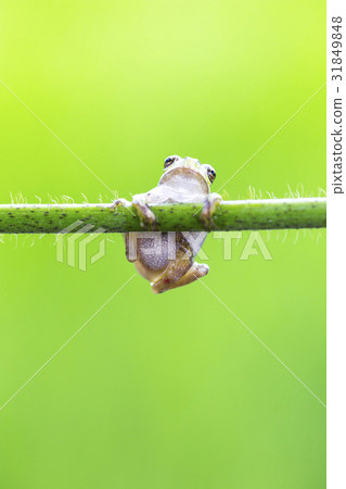 tree frog 31849848