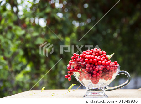 五味子 五味子 31849930