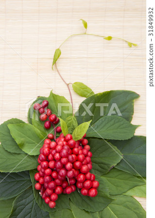 五味子 五味子 31849932