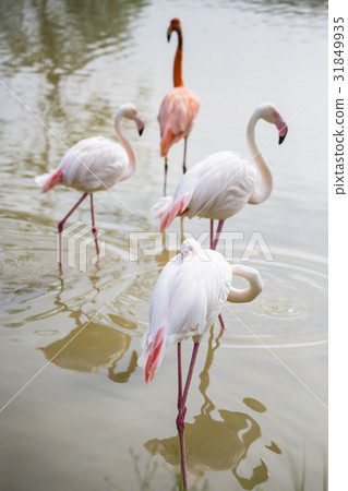 Flamingo 31849935