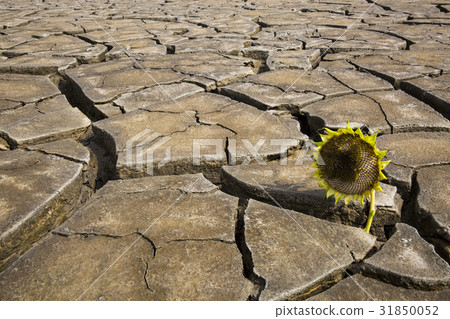向日葵，乾旱，仁川 31850052