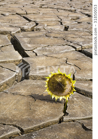 Sunflower, drought, Incheon Sunflower, drought, Incheon 31850053