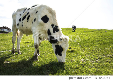 Dairy cow, Daegwallyeong ranch, Daegwallyeong, Pyeongchang-gun, Gangwon-do Dairy cow, Daegwallyeong ranch, Daegwallyeong, Pyeongchang-gun, Gangwon-do 31850055