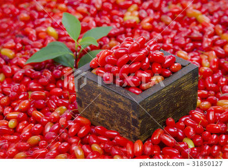 Corn oil, 31850127