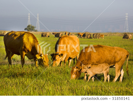 Hanwoo，Wooshin-do，Hwaseong-si，Gyeonggi-do 31850141