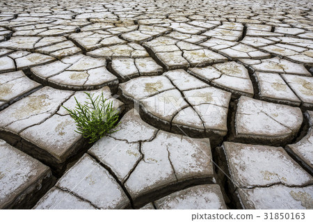Drought, Incheon 31850163