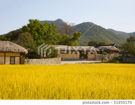 稻田，外村民俗村，牙山市，忠南 31850170