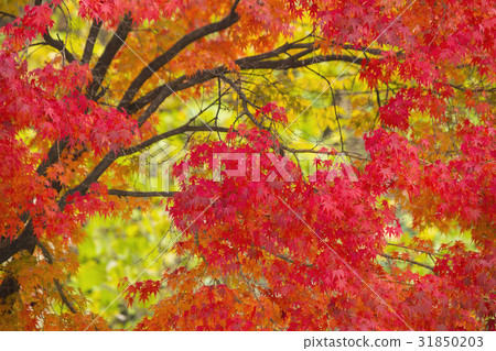 楓葉,楓樹 楓葉,楓樹 31850203