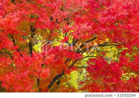 楓葉，楓樹 31850204