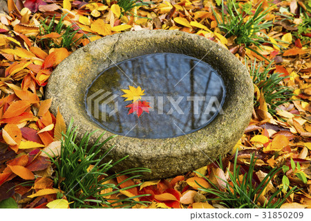 楓葉，嗯 31850209