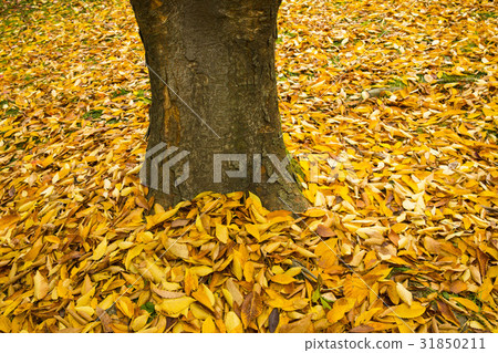 葉子，Zelkova樹 31850211