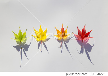 楓葉 31850226