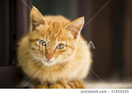 貓 31850285