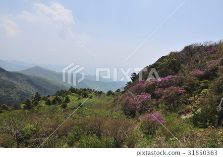 Azalea, Seoseok Pyunjeon, Jiri Mountain, Sancheong-gun, Gyeongnam 31850363
