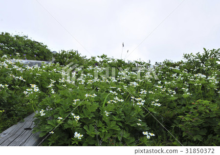風花,Daechungbong,Soraksan,襄陽郡,江原道 風花,Daechungbong,Soraksan,襄陽郡,江原道 31850372