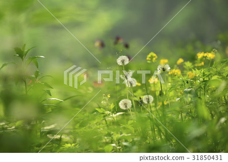 蒲公英 蒲公英 31850431
