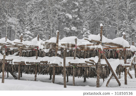 Hwang Tae-deok, Crossing, Pyeongchang-gun, Gangwon-do Hwang Tae-deok, Crossing, Pyeongchang-gun, Gangwon-do 31850536