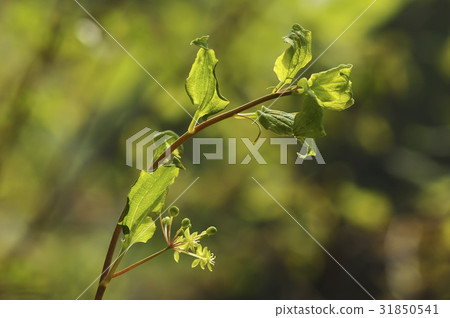 Sunflower herb 31850541