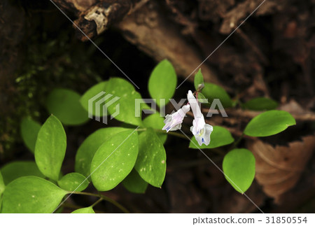 Pale color Pale color 31850554