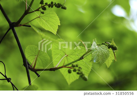 Mauro Mauro 31850556