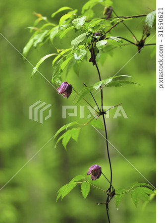 Frequently bred 31850621