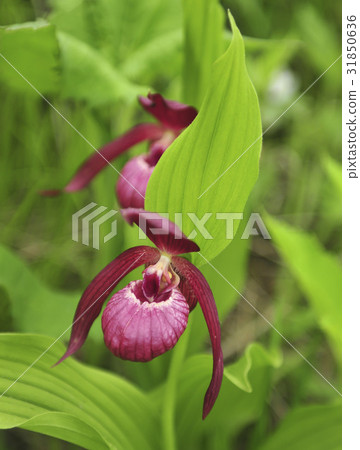 Gaebulal花 31850636