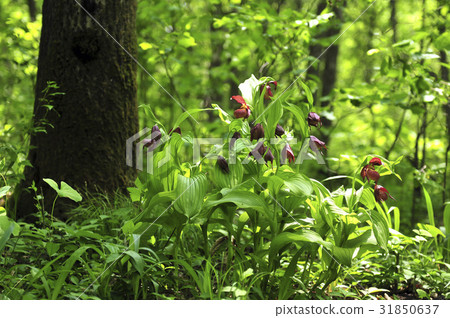 Gaebulal花 31850637