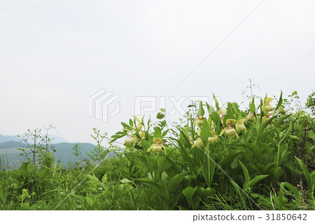 Gaebulal花 Gaebulal花 31850642