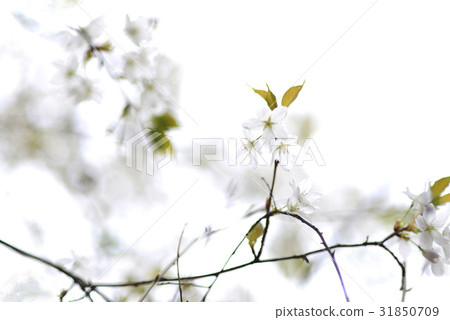Mountain cherry blossoms 31850709