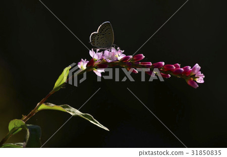 Flower, butterfly 31850835