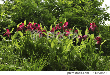 Flower Flower 31850845