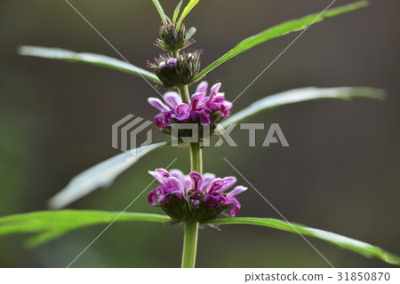 益母草 益母草 31850870